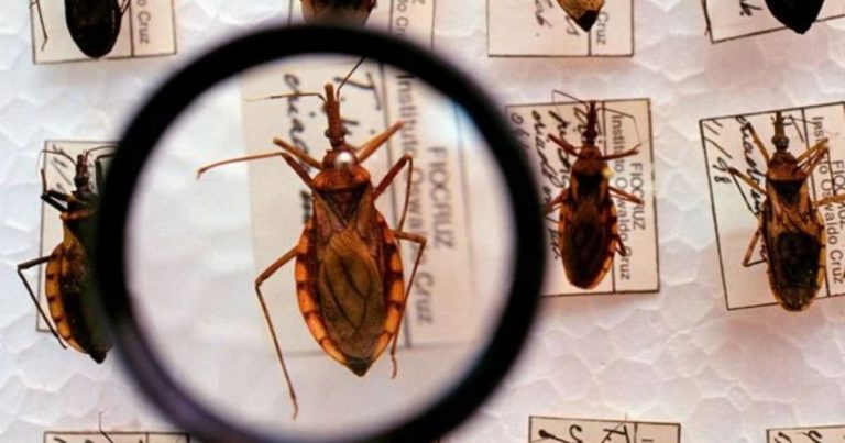 Fiocruz identifica circulação silenciosa do parasita da doença de Chagas em Salvador fiocruz-identifica-circulacao-silenciosa-do-parasita-da-doenca-de-chagas-em-salvador
