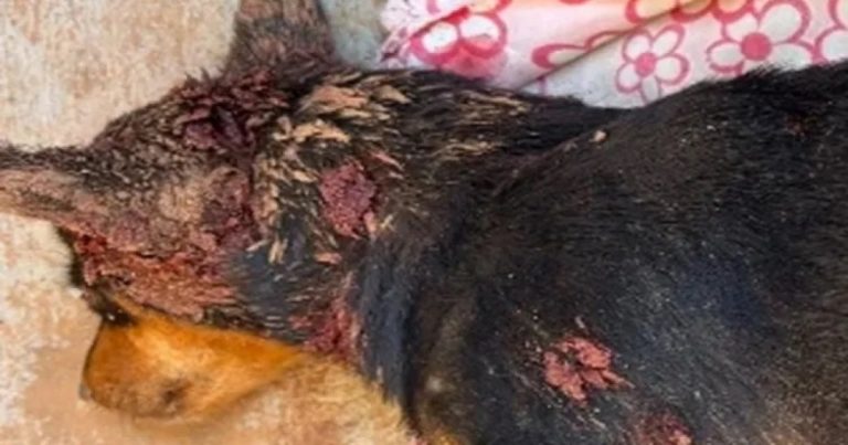 Cadela é morta a tiros em zona rural de Brumado; família cobra investigação cadela-e-morta-a-tiros-em-zona-rural-de-brumado;-familia-cobra-investigacao