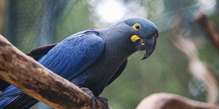 Lista de fauna ameaçada tem 180 animais incluídos e 150 retirados lista-de-fauna-ameacada-tem-180-animais-incluidos-e-150-retirados
