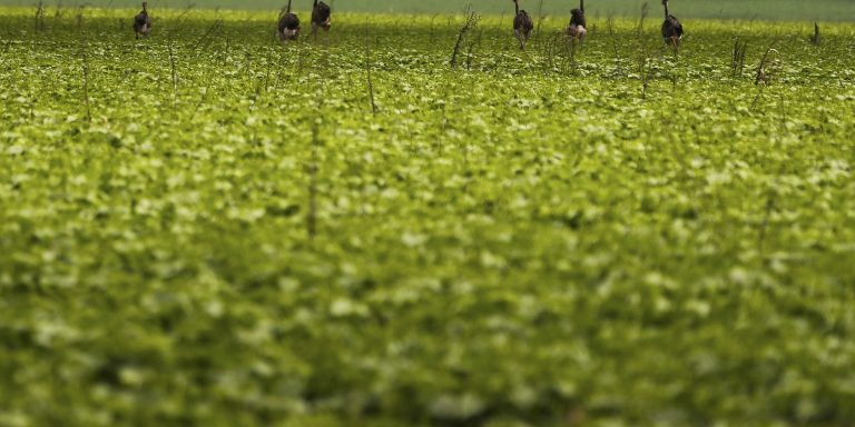 cmn-passa-a-exigir-fotos-com-localizacao-comprovada-em-seguro-rural