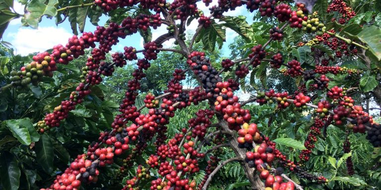 Exigências regulatórias da UE podem embarreirar pequenos cafeicultores exigencias-regulatorias-da-ue-podem-embarreirar-pequenos-cafeicultores