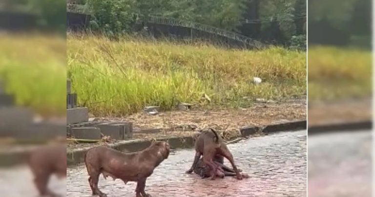 pitbulls-soltos-atacam-e-matam-cachorro-de-rua-na-bahia;-tutor-diz-que-animais-escaparam-de-imovel