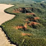 onu-reconhece-iniciativa-de-restauracao-do-cerrado-como-referencia