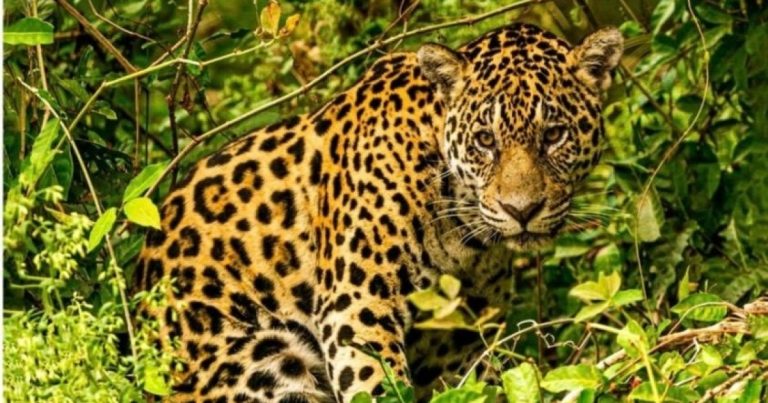 blog-do-marrom:-exposicao-revela-a-alma-do-pantanal-mato-grossense