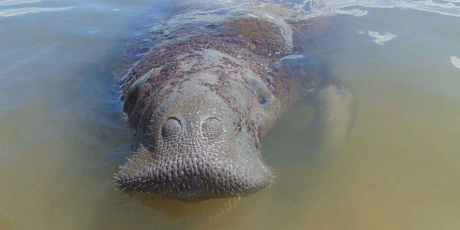 medidas-emergenciais-vao-proteger-peixe-boi-simbolo-da-biodiversidade