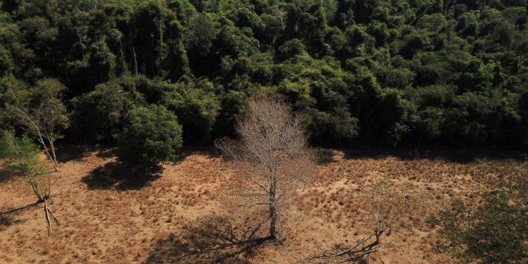 depois-da-cop17,-brasil-e-cobrado-a-efetivar-metas-de-restauracao