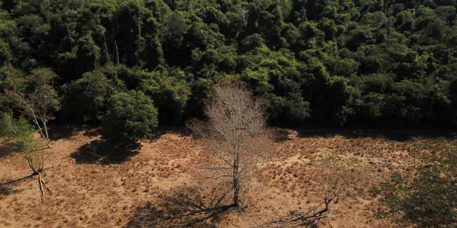 depois-da-cop17,-brasil-e-cobrado-a-efetivar-metas-de-restauracao