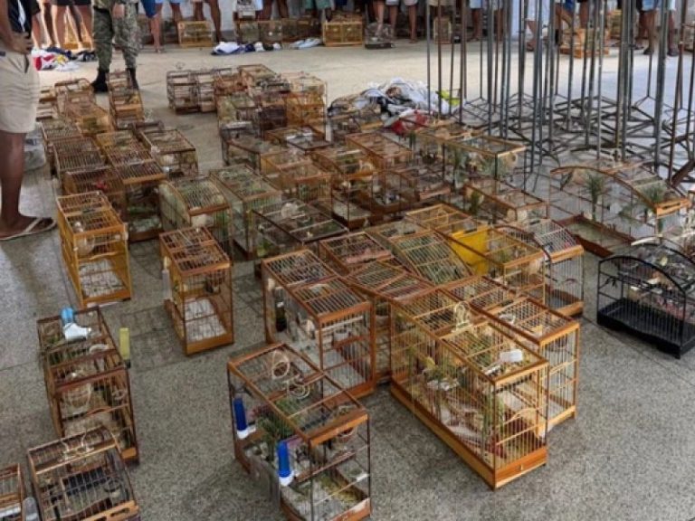 torneio-ilegal-de-passaros-e-interrompido-em-salvador-e-95-aves-silvestres-sao-resgatadas