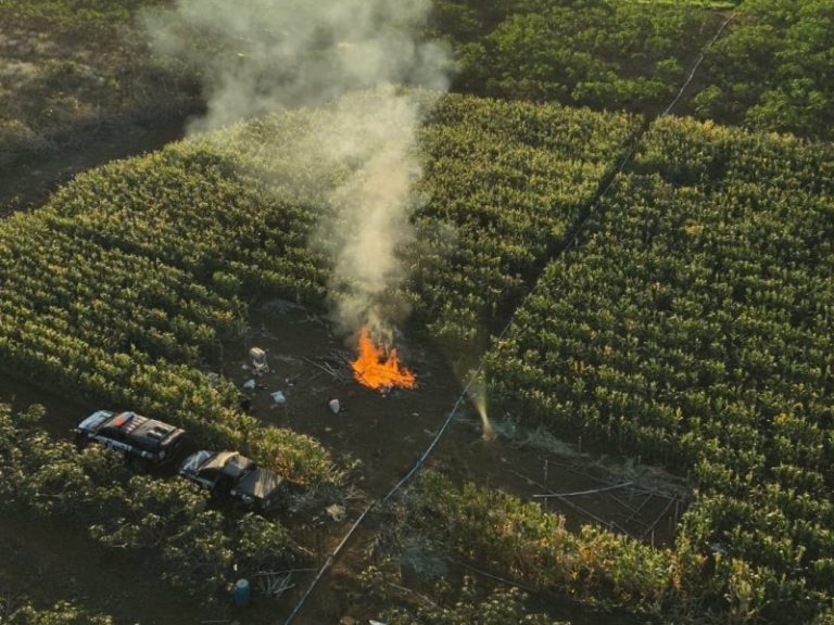 policia-civil-destroi-plantacao-com-20-mil-pes-de-maconha-durante-operacao-na-bahia