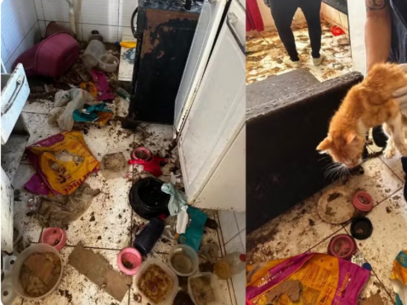 policia-resgata-12-gatos-em-situacao-de-maus-tratos-em-apartamento-de-salvador