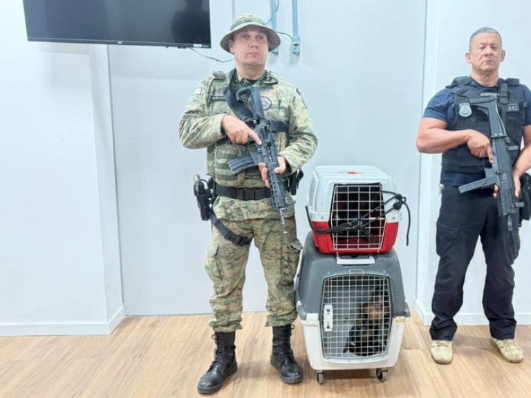 homem-e-preso-em-salvador-suspeito-de-vender-macacos-prego-ilegalmente-por-ate-r$-20-mil