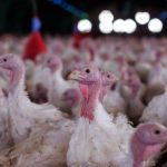 agricultura-confirma-foco-de-doenca-de-newcastle-em-santa-catarina