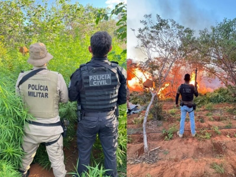 operacao-integrada-destroi-plantacao-com-22-mil-pes-de-maconha-em-campo-formoso